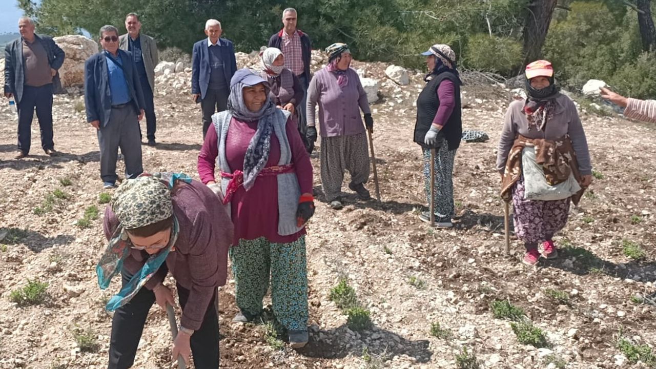 Gülizar Biçer Karaca, Kadın Tarım İşçileri İle Tarlada Çapa Yaptı
