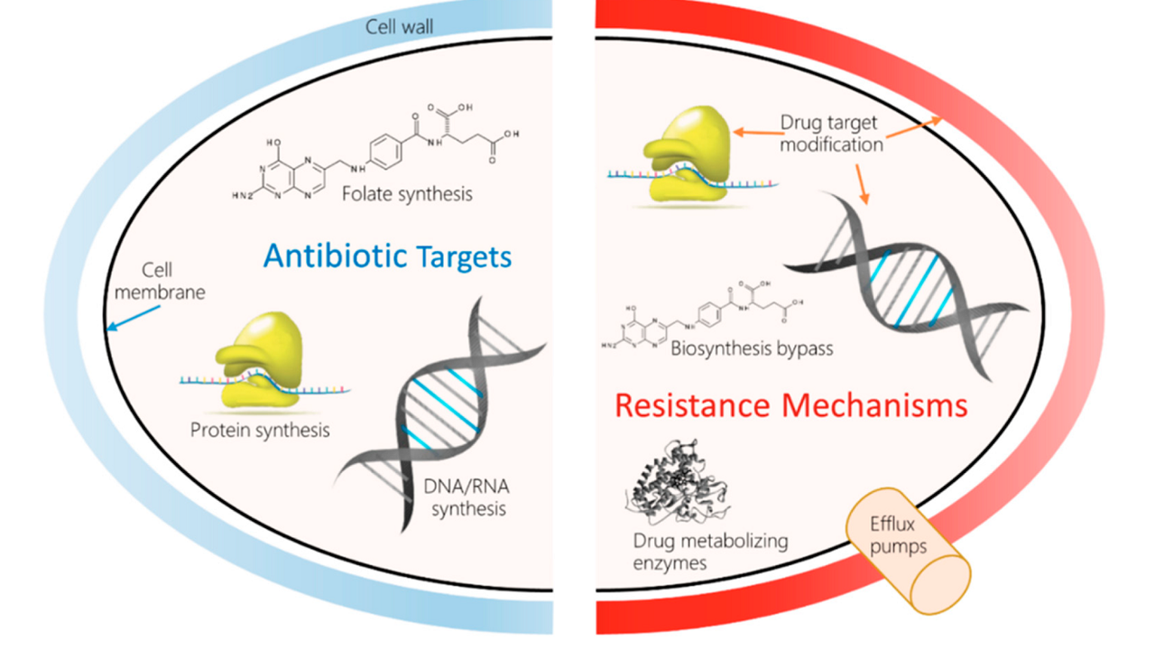 İnsan sağlığında antimikrobiyal direnç için küresel araştırma