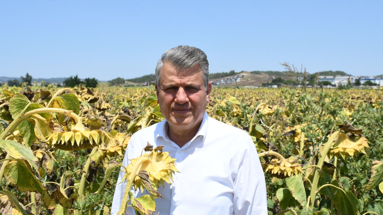 Ayhan Barut, ayçiçeği tarlasından seslenip üreticilerin sorunlarına çare istedi