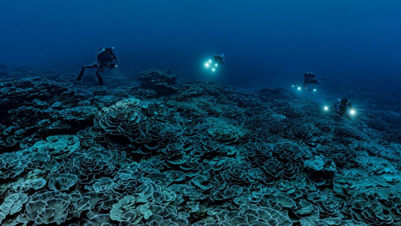 Dünyanın en büyük mercan resiflerinden biri, Tahiti kıyılarında keşfedildi