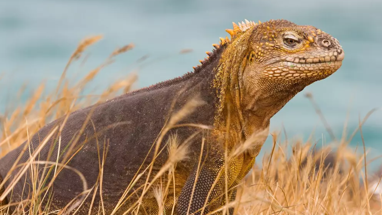 Uzun süredir kayıp olan iguana, yaklaşık iki yüzyıllık yok oluşun ardından Galapagos Adası'nda 'yeniden doğdu'