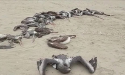 Kuş gribi Peru'da yaklaşık 14.000 pelikan ve deniz kuşunu öldürdü