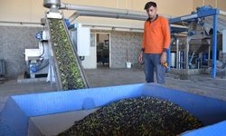VATANDAŞIN ZEYTİNİ VATANDAŞIN SOFRASINA GELİYOR