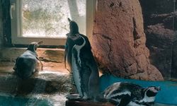 Hayvanat bahçesinde tutsak edilen penguenler de kuş gribinden öldü