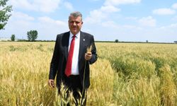 Ayhan Barut, hasadı bekleyen buğday üreticileri için tarladan seslendi