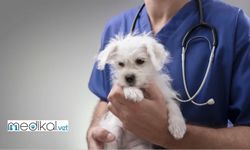 Veteriner Hekim Ziyaretine Nasıl Hazırlanmalısınız?