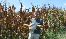 Ayhan Barut'tan acil çağrı; Buğday üreticileri gibi mısır üreticileri de mağdur olmasın