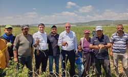 CHP'li Tanal, Mevsimlik Tarım İşçilerinin Ücret Farkını Paylaştı