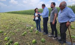 CHP Mersin Milletvekili Gülcan Kış, Tarsus'taki Çiftçilere Destek Çağrısı Yaptı