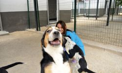 Başıboş Köpek Yasasında Kritik Karar: AYM İptal Başvurusunu Reddetti