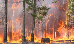 Orman Yangınları ve Çevre Felaketleri Konulu Toplantı Yarın Adana'da Gerçekleştirilecek