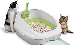 Kedi Kumu Nedir?