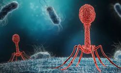 Antibiyotik direnci milyonlarca yıl öncesine dayanıyor ve modern tıp için önemli dersler içeriyor