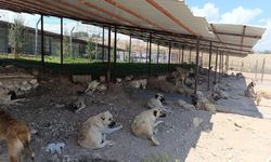 Adıyaman Belediyesinden sessiz dostlara güvenli yuva: 13 ayda bine yakın sokak hayvanı koruma altına alındı