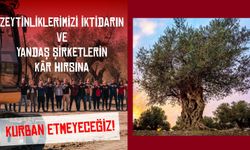 Genel Sağlık-İş: “Zeytinlikler, Ormanlar ve Doğal Alanlar Madenciliğe Kurban Edilemez”