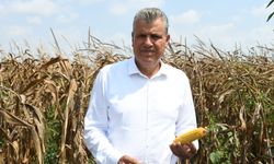 Ayhan Barut’tan Mısır İthalatına Sert Tepki