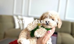 Maltipoo Sahiplenmenin Tam Zamanı: Sevimliliği ve Zekâsıyla Herkesi Büyüleyen Irk
