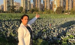 CHP'li Şevkin, “İktidar, çiftçiyi, üreticiyi tarladan kaçırıyor!”