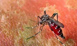 Çin’de Chikungunya Alarmı: Sivrisinek Kaynaklı Vakalar Hızla Artıyor