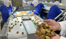 Kuru incir ihracatı 350 milyon doları aştı... İhracat için ilk gemiye hazırlanılıyor