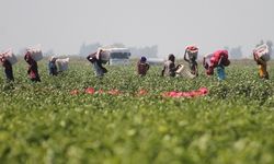 Çukurova’da Tarım İşçileri Grevde: Yevmiyeler 900 TL’den 1.500 TL’ye Çıkartılmak İsteniyor