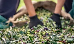 Sofralık zeytin ihracatında 255 milyon dolarlık tarihi rekor