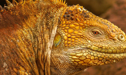 Doğayı Kurtarma Zirvesi: Nesli Tehlikedeki Türler İçin Yeni Küresel Koruma Hamlesi