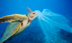 Az Miktarda Plastik Bile Deniz Canlılarını Öldürebiliyor