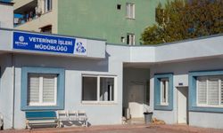 Seyhan Belediyesi’nden Sokak Hayvanları Toplama İddialarına Yanıt: Veteriner Gözetiminde, Uyuşturucu Kullanılmıyor