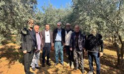 ZEYTİN ÜRETİCİLERİ CHP’Lİ BAŞEVİRGEN’E DERT YANDI