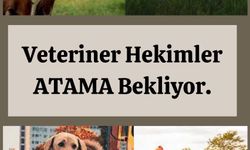 Veteriner Hekimler Sosyal Medyada Ayakta: “VeterinerHekimlerAtamaBekliyor”