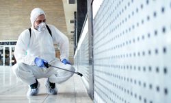 Evde Pire Sorununa Karşı Etkili Pire İlaçlama