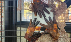 Çukurova Üniversitesi Güzel Sanatlar Fakültesi İki Özgün Sergi İle Sanatseverlerle Buluştu