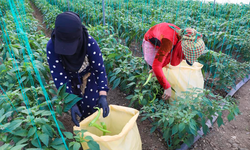 BÜYÜKŞEHİR’DEN ÜRETİCİLERE SERA İPİ VE YAPIŞKANLI TUZAK DESTEĞİ