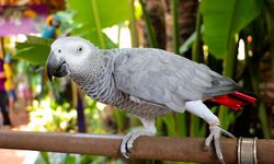 Jako Papağanı Satın Alma Rehberi _ Jako Papağanı Fiyatları 2026