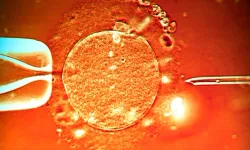 Hamile Kalamama (İnfertilite) Nedenleri: Kadın ve Erkek Kaynaklı Faktörler