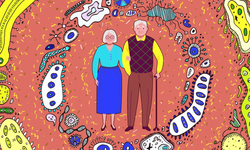 Yaşlanmayı Yavaşlatmak Mümkün mü? Bilim Bağırsaklara İşaret Ediyor