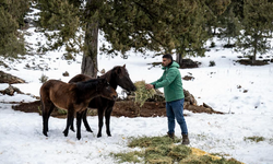 BÜYÜKŞEHİR EKİPLERİ TOROS DAĞLARI’NDAKİ YILKI ATLARINI BESLEDİ