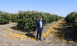 Ayhan Barut; "Limonda ithalat kararı geri alınsın"