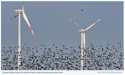 Göçmen türler alarm veriyor: Nüfusların yarıya yakını azalıyor