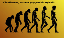 İnsan vücudu bir tasarım şaheseri değil, evrimsel uzlaşmaların bir yamasıdır
