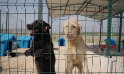 Ceyhan Belediyesi’nden Patili Dostlara Doğal Yaşam Alanı