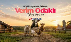 Yem Analizi Hangi Laboratuvarda Yapılır?