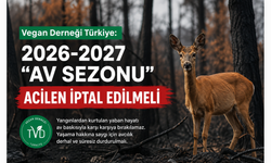 Vegan Derneği Türkiye: Yangından Kurtulan Yaban Hayatına Bir de Av Baskısı Getirilmesin