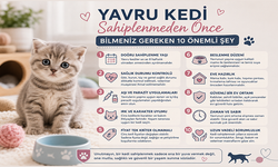 Yavru Kedi Sahiplenmeden Önce Bilmeniz Gereken 10 Önemli Şey