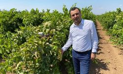 YENİ Partili Başevirgen'den TMO'ya üzüm fiyatı çağrısı: "150 TL'nin altı üretimi durdurur"