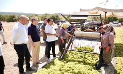Başevirgen’den TMO’ya üzüm çağrısı: “Rekolte var, bereket var ama fiyat yok”