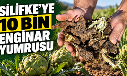 Mersin Büyükşehir’den Silifkeli Üreticilere 10 Bin Enginar Yumrusu