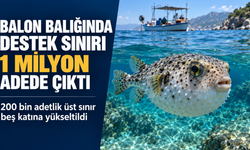 Balon balığı avcılığı desteğinde sınır 200 binden 1 milyon adede çıkarıldı