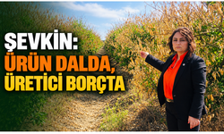 Şevkin’den Meclis’e narenciye çağrısı: “Ürün dalda, üretici borçta”